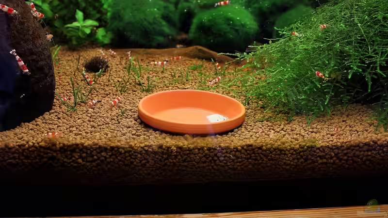 Blumentopfuntersetzer aus Ton als Futterschale von Micha (14)