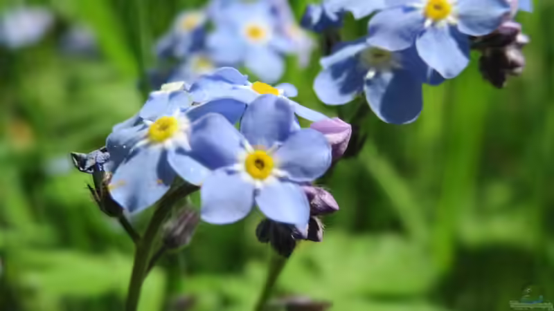 Blumenwiese im Schatten anlegen - Der umfassende Leitfaden für naturnahe Vielfalt an schattigen Standorten