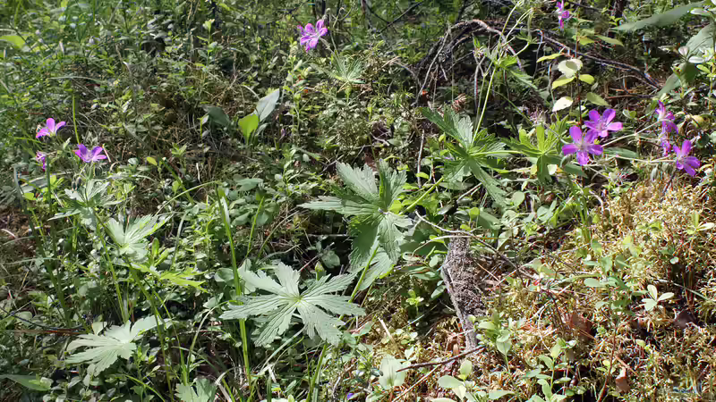 Blumenwiese im Schatten anlegen - Der umfassende Leitfaden für naturnahe Vielfalt an schattigen Standorten