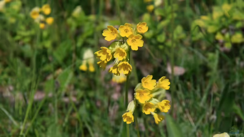 Blumenwiese im Schatten anlegen - Der umfassende Leitfaden für naturnahe Vielfalt an schattigen Standorten