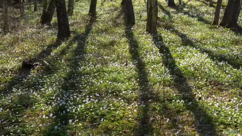 Blumenwiese im Schatten anlegen - Der umfassende Leitfaden für naturnahe Vielfalt an schattigen Standorten