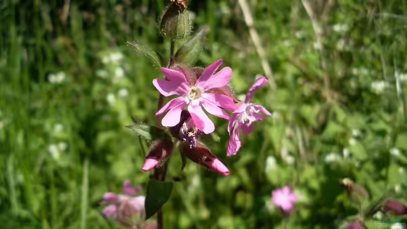 Blumenwiese im Schatten anlegen - Der umfassende Leitfaden für naturnahe Vielfalt an schattigen Standorten