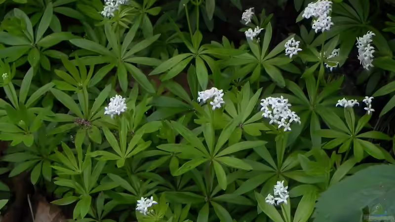 Blumenwiese im Schatten anlegen - Der umfassende Leitfaden für naturnahe Vielfalt an schattigen Standorten