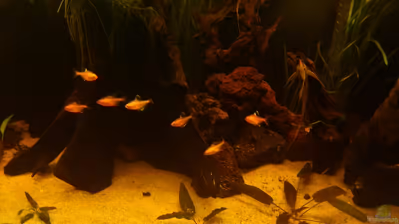 Blutsalmer von Kai Heermann (39)