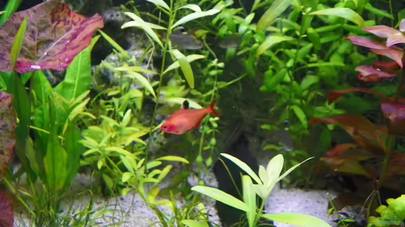 Einrichtungsbeispiele für Blutsalmler (Hyphessobrycon eques)