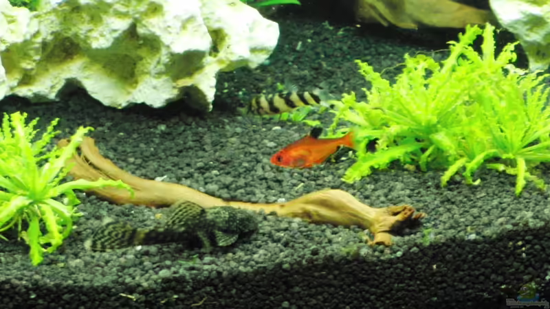 Aquarien mit Botia histrionica (Zebrastreifenschmerle)