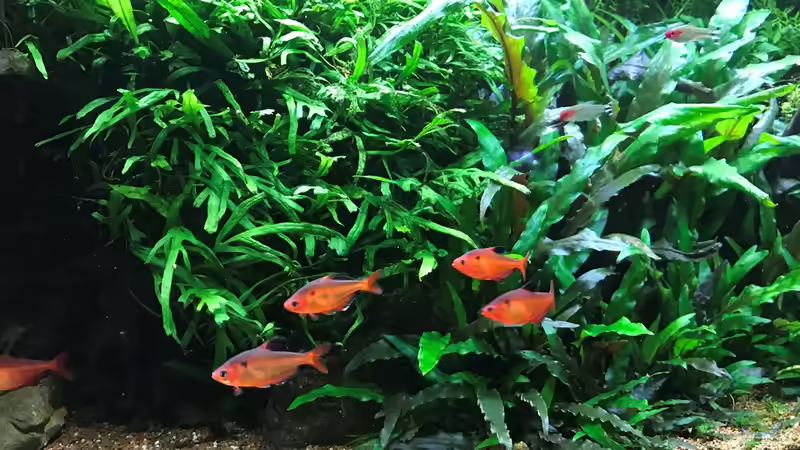 Blutsalmler 24.04.18 von Der Nicky (109)