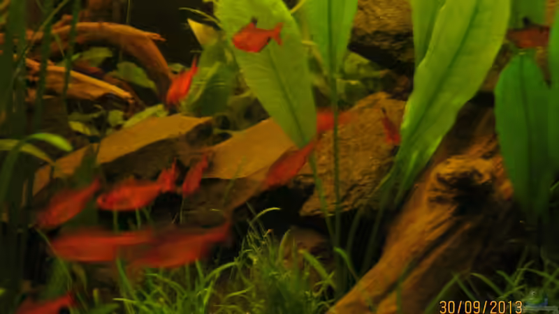 Blutsalmler (Hyphessobrycon eques) von Paul B. (40)