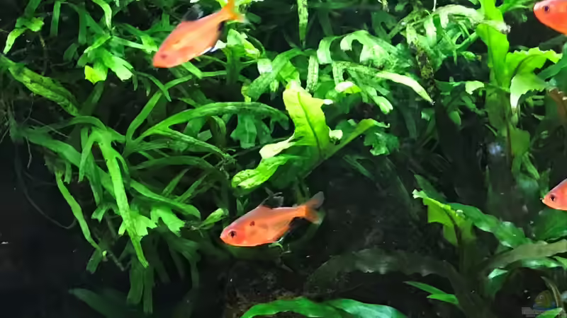 Blutsalmler o1.05.18 von Der Nicky (112)