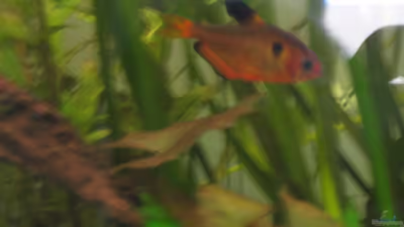 Blutsalmler und Weltwunder der Langlebigkeit! Seine Sippe gibt´s schon lange nicht von malawigome (18)