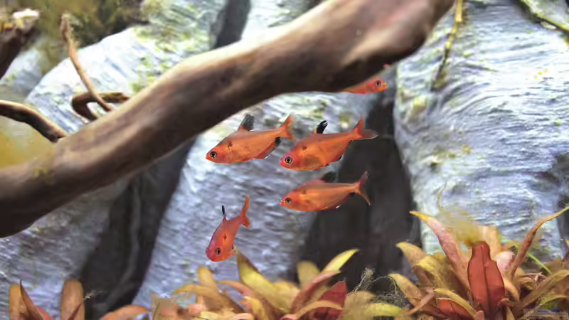 Blutsalmler von Campi (22)