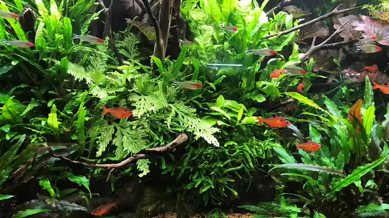 Blutsalmler von Der Nicky (79)