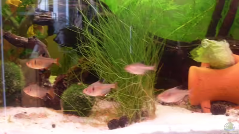 Blutsalmler von lichterschein (20)