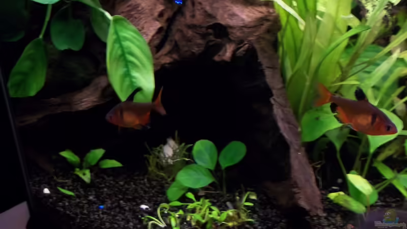 Blutsalmler von Niko P. (40)