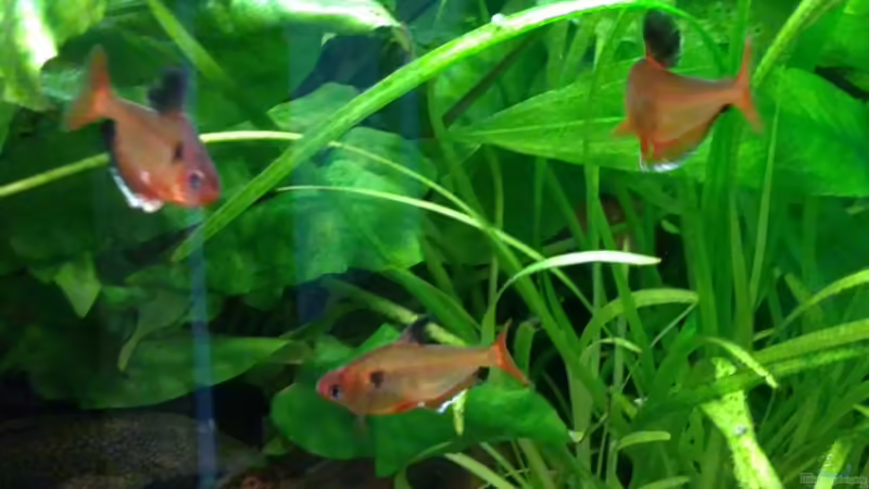 Blutsalmler von Tobias H. (14)