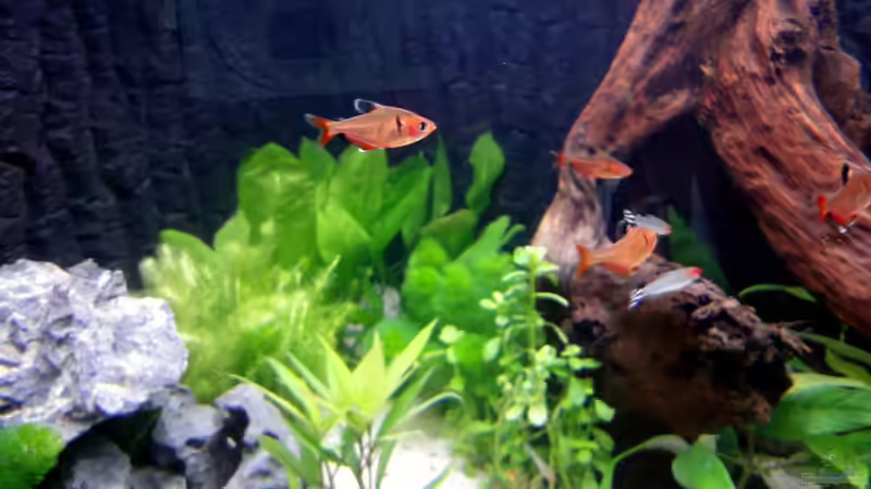 Einrichtungsbeispiele für Blutsalmler (Hyphessobrycon eques)