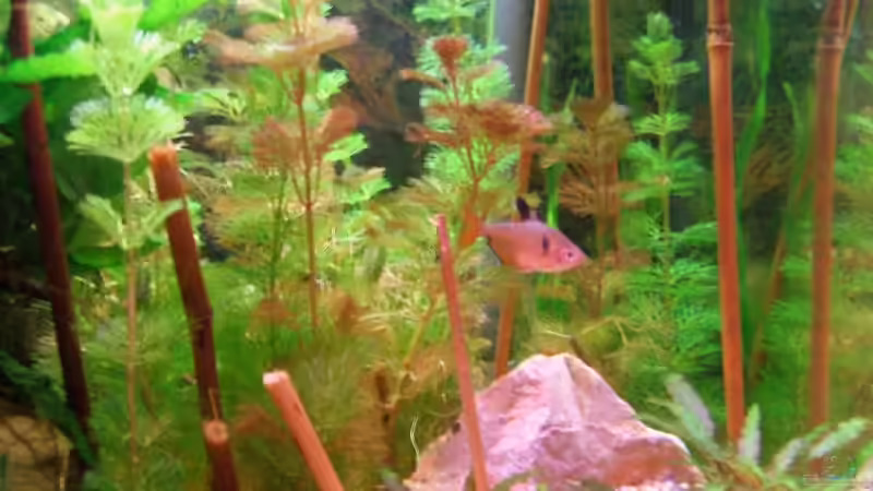 Einrichtungsbeispiele für Blutsalmler (Hyphessobrycon eques)