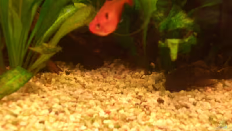 Einrichtungsbeispiele für Blutsalmler (Hyphessobrycon eques)