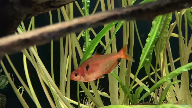 Einrichtungsbeispiele für Blutsalmler (Hyphessobrycon eques)