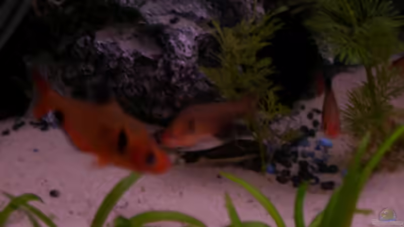 Einrichtungsbeispiele für Blutsalmler (Hyphessobrycon eques)