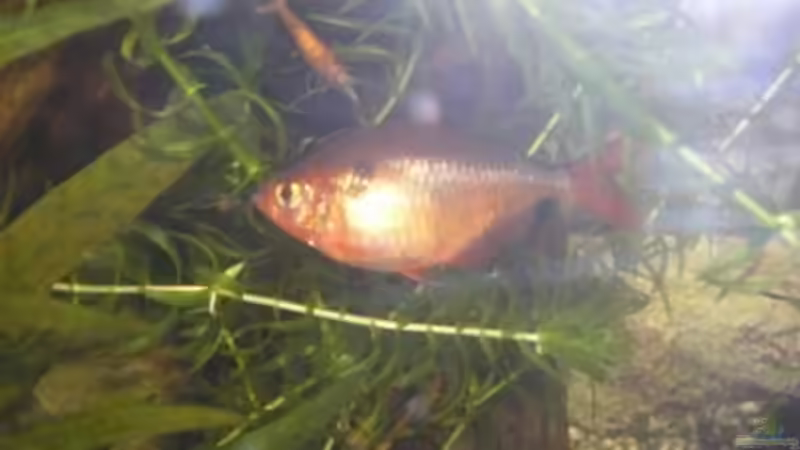 Einrichtungsbeispiele für Blutsalmler (Hyphessobrycon eques)