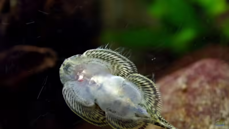 Blutung fast verschwunden 14.09. +harmlose Flossenfilamente von Nico NK (37)