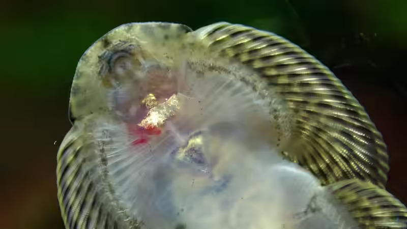 Blutung/Verletzung Weibchen 12.09. von Nico NK (36)