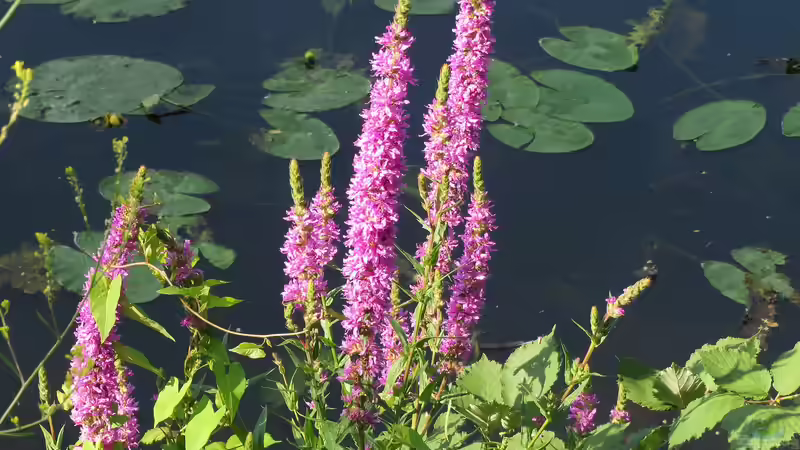 Blutweiderich: Farbstarke Uferpflanze mit großem ökologischem Wert