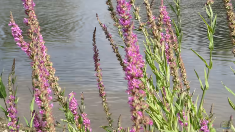 Blutweiderich: Farbstarke Uferpflanze mit großem ökologischem Wert