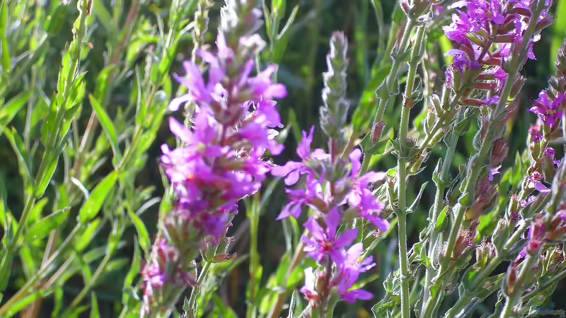 Blutweiderich: Farbstarke Uferpflanze mit großem ökologischem Wert