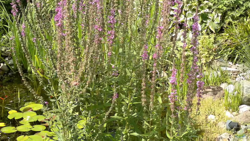 Blutweiderich von Sambia (28)