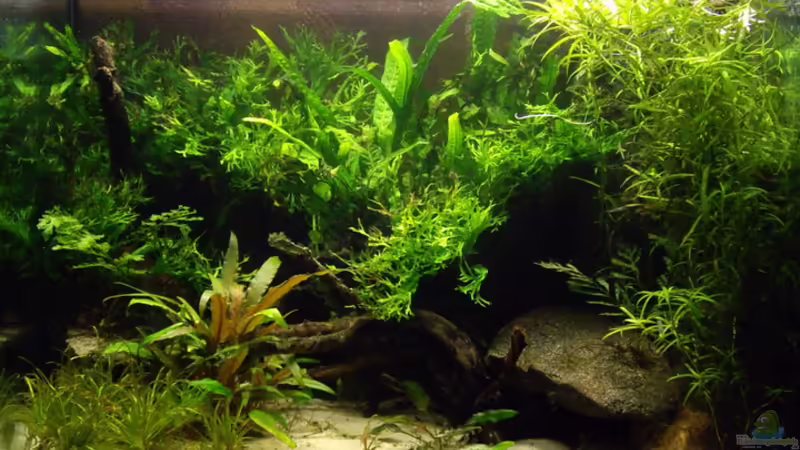 Blyxa, Crypto. und Farne