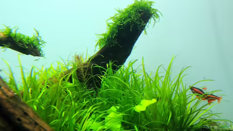 Blyxa, Nymphoides, Weeping Moos von disco-d (17)