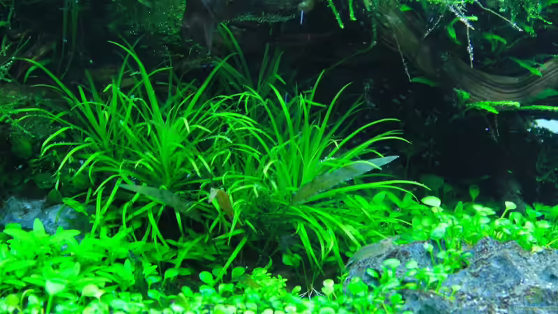 Blyxa j. von disco-d (22)