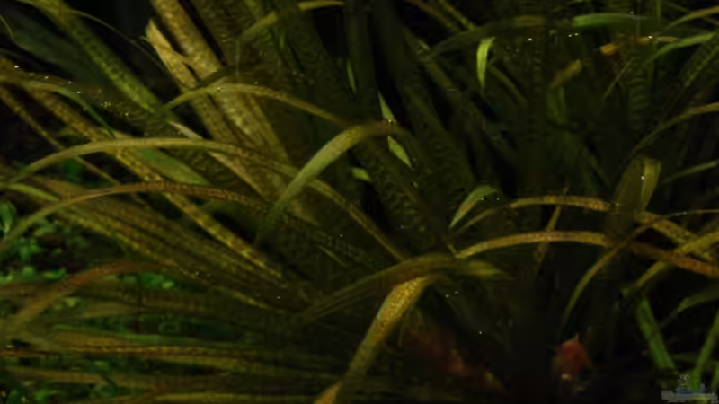 Blyxa japonica mit schöner Blattmusterung von Kuro-Schio (5)