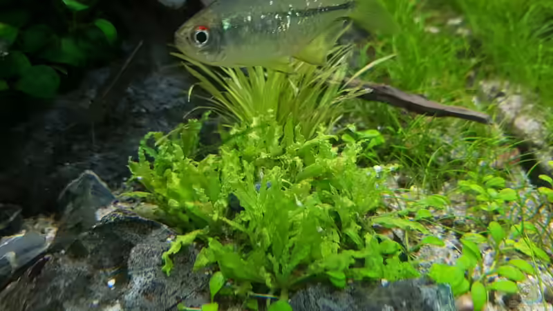 Blyxa japonica und Pogostemon helferi von YoshiMaus (13)