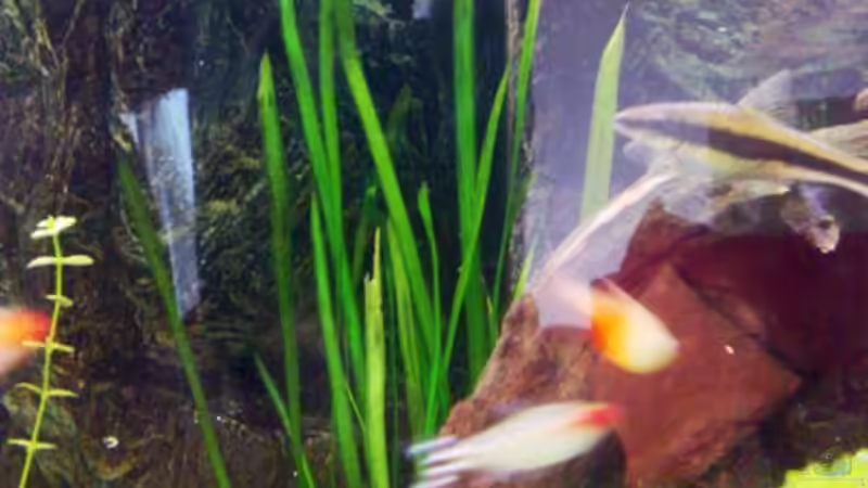 Blyxa japonica von Andy Klein 86 (6)