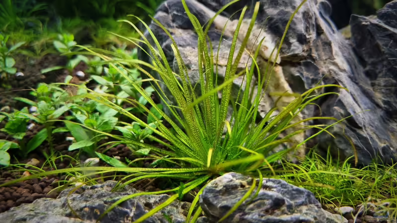 Blyxa japonica von Comander (20)