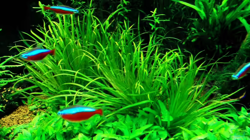 Blyxa japonica von Dario (6)