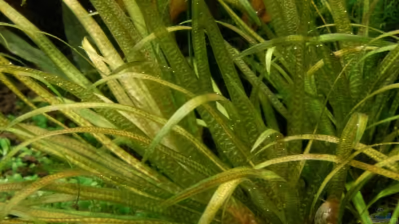 Blyxa japonica von Kuro-Schio (6)