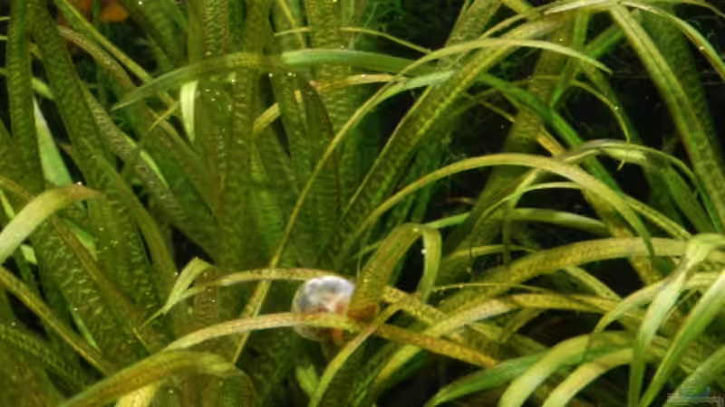 Blyxa japonica von Kuro-Schio (7)