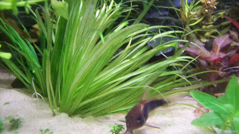 Blyxa japonica von Lotte und Hendo (41)