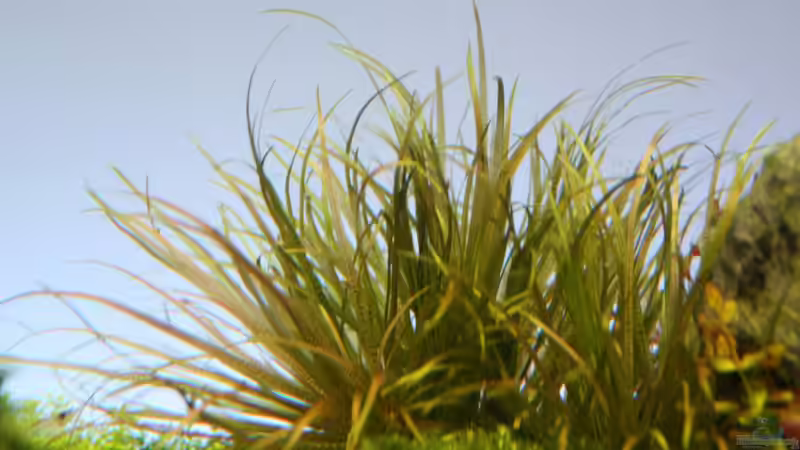 Blyxa Japonica von LouFe (6)