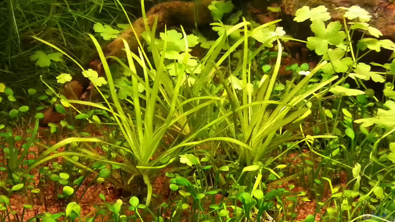 Blyxa japonica von Nick3 (34)