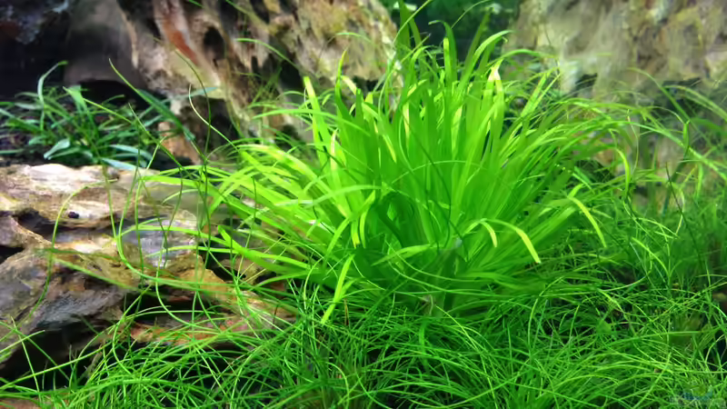 Blyxa japonica von Olle696 (11)