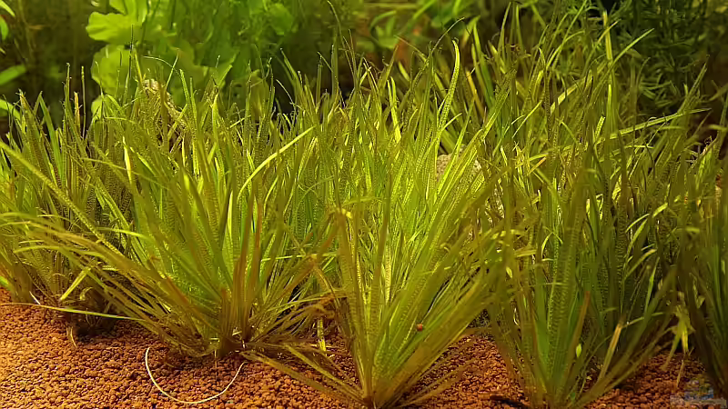 Blyxa Japonica von Sebastian W. (5)