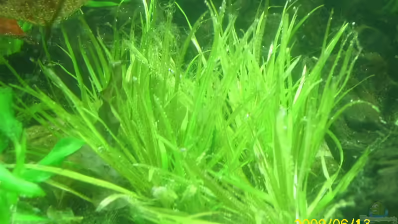 Blyxa japonica im Aquarium (Einrichtungsbeispiele mit Kleines Blyxkraut)