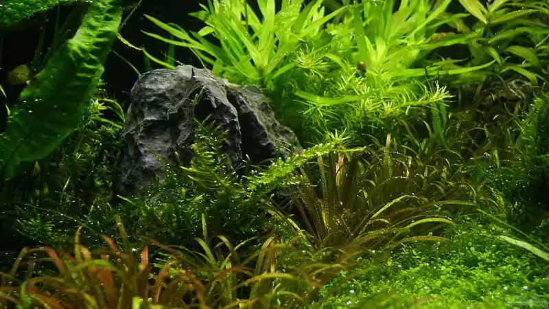 Blyxa japonika von Ingrid Jung (5)