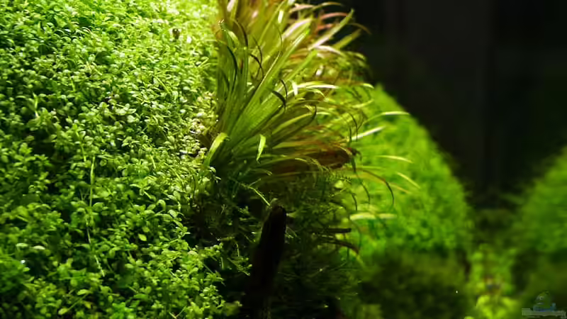 Blyxa japonika von Ingrid Jung (5)