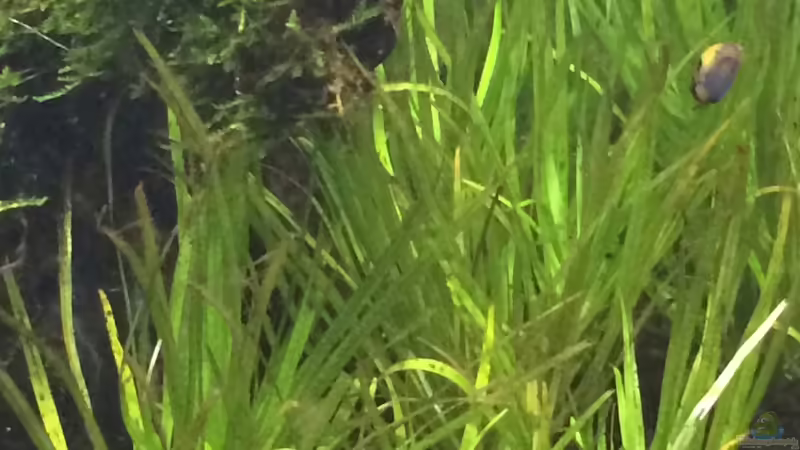 Blyxa von Ayahuasca (90)